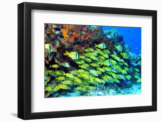 School of Fish-AndamanSE-Framed Photographic Print