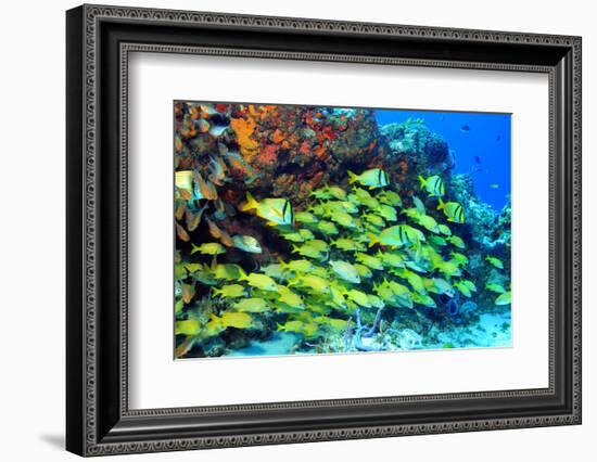 School of Fish-AndamanSE-Framed Photographic Print