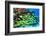 School of Fish-AndamanSE-Framed Photographic Print