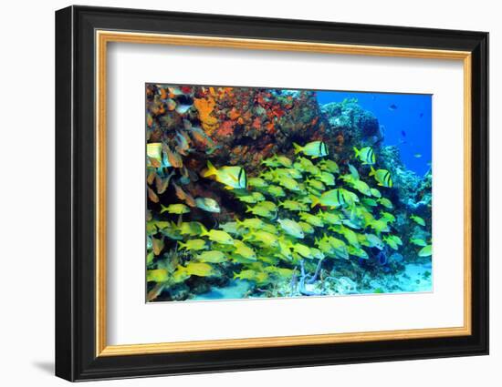 School of Fish-AndamanSE-Framed Photographic Print