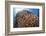 School of Golden Sweepers in Komodo National Park, Indonesia-Stocktrek Images-Framed Photographic Print