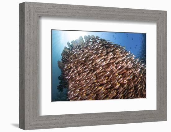 School of Golden Sweepers in Komodo National Park, Indonesia-Stocktrek Images-Framed Photographic Print