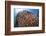 School of Golden Sweepers in Komodo National Park, Indonesia-Stocktrek Images-Framed Photographic Print