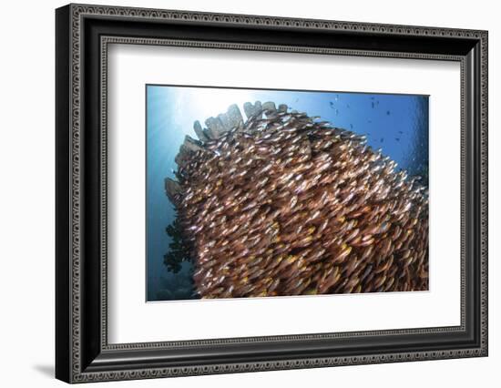 School of Golden Sweepers in Komodo National Park, Indonesia-Stocktrek Images-Framed Photographic Print