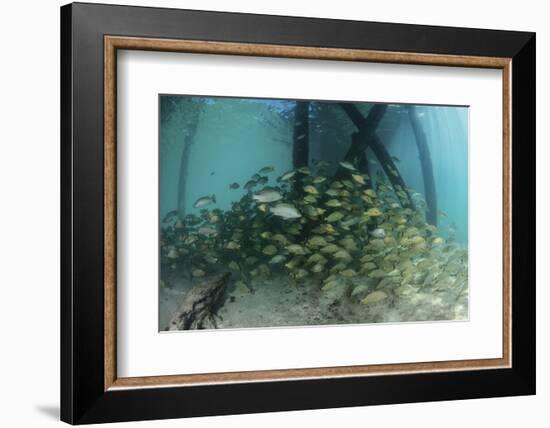 School of Grunt Fish Beneath a Pier on Turneffe Atoll, Belize-Stocktrek Images-Framed Photographic Print