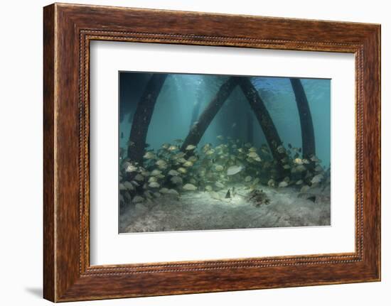 School of Grunt Fish Beneath a Pier on Turneffe Atoll, Belize-Stocktrek Images-Framed Photographic Print