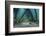 School of Grunt Fish Beneath a Pier on Turneffe Atoll, Belize-Stocktrek Images-Framed Photographic Print