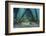 School of Grunt Fish Beneath a Pier on Turneffe Atoll, Belize-Stocktrek Images-Framed Photographic Print