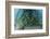 School of Grunt Fish Beneath a Pier on Turneffe Atoll, Belize-Stocktrek Images-Framed Photographic Print