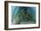 School of Grunt Fish Beneath a Pier on Turneffe Atoll, Belize-Stocktrek Images-Framed Photographic Print