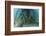 School of Grunt Fish Beneath a Pier on Turneffe Atoll, Belize-Stocktrek Images-Framed Photographic Print