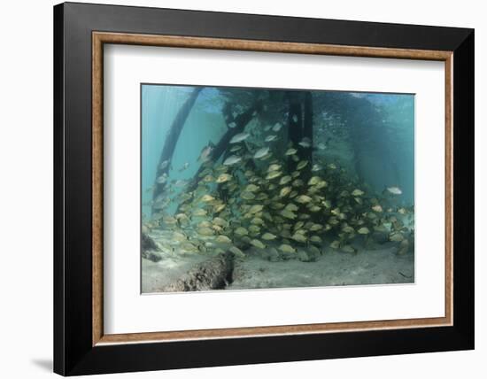 School of Grunt Fish Beneath a Pier on Turneffe Atoll, Belize-Stocktrek Images-Framed Photographic Print