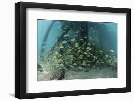 School of Grunt Fish Beneath a Pier on Turneffe Atoll, Belize-Stocktrek Images-Framed Photographic Print