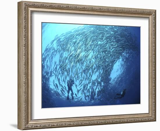 School of Jacks And Divers at Liberty Wreck, Bali, Indonesia-Stocktrek Images-Framed Photographic Print