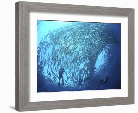 School of Jacks And Divers at Liberty Wreck, Bali, Indonesia-Stocktrek Images-Framed Photographic Print