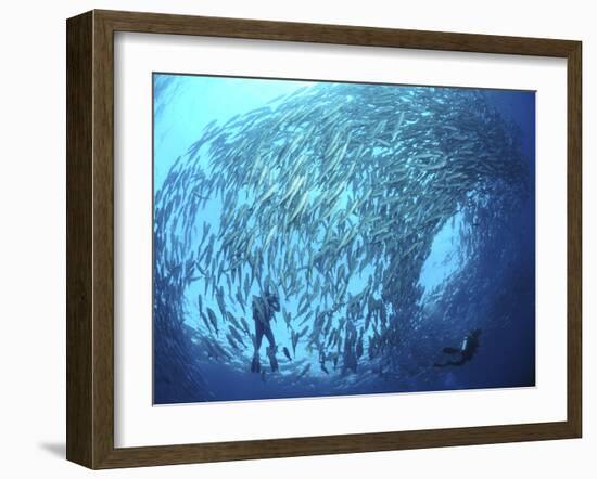 School of Jacks And Divers at Liberty Wreck, Bali, Indonesia-Stocktrek Images-Framed Photographic Print