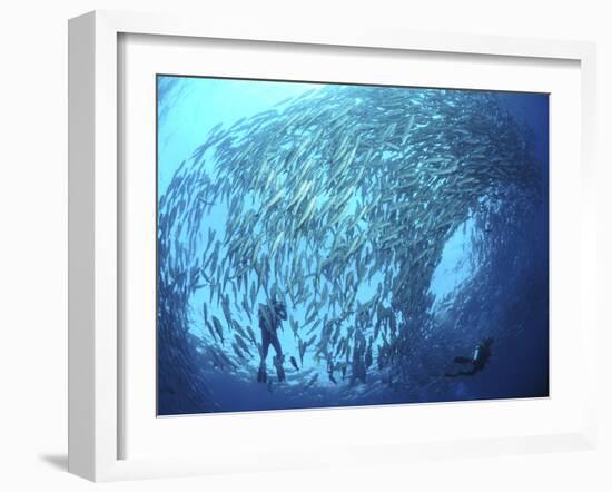 School of Jacks And Divers at Liberty Wreck, Bali, Indonesia-Stocktrek Images-Framed Photographic Print