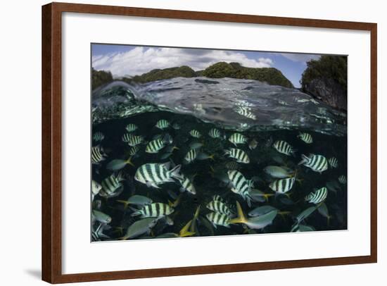 School of Large Damselfish in Palau's Inner Lagoon-Stocktrek Images-Framed Photographic Print