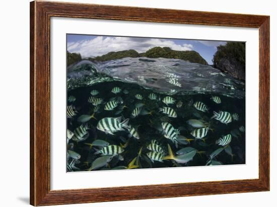 School of Large Damselfish in Palau's Inner Lagoon-Stocktrek Images-Framed Photographic Print
