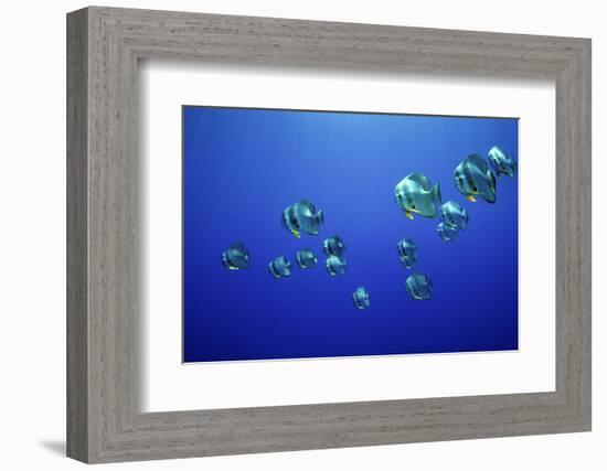 School of Longfin spadefish (Platax teira), Kimbe Bay, West New Britain, Papua New Guinea-Bert Willaert-Framed Photographic Print