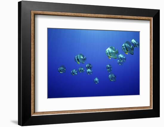 School of Longfin spadefish (Platax teira), Kimbe Bay, West New Britain, Papua New Guinea-Bert Willaert-Framed Photographic Print