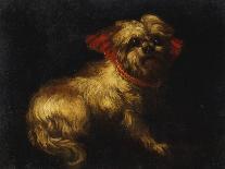 Maltese Terrier with a Red Collar-School of Madrid-Mounted Giclee Print