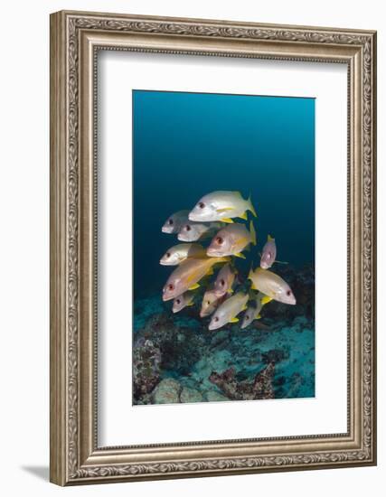 School of One-Spot Snapper-Reinhard Dirscherl-Framed Photographic Print