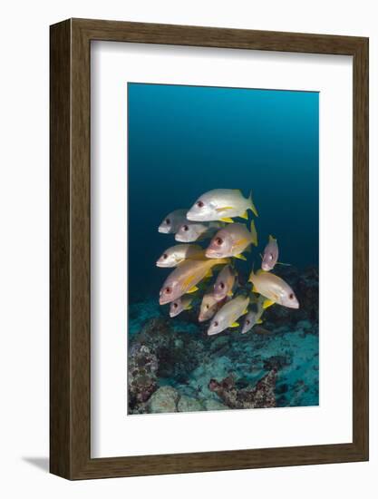 School of One-Spot Snapper-Reinhard Dirscherl-Framed Photographic Print