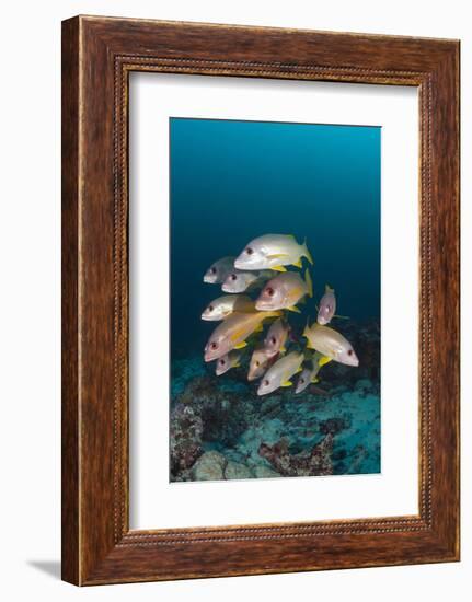 School of One-Spot Snapper-Reinhard Dirscherl-Framed Photographic Print