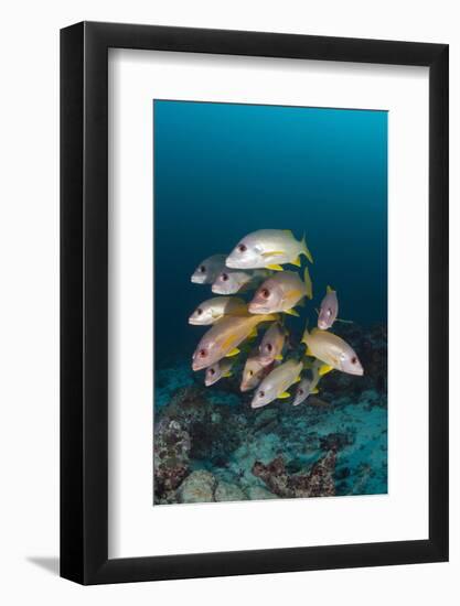 School of One-Spot Snapper-Reinhard Dirscherl-Framed Photographic Print