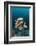 School of One-Spot Snapper-Reinhard Dirscherl-Framed Photographic Print