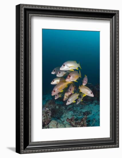 School of One-Spot Snapper-Reinhard Dirscherl-Framed Photographic Print