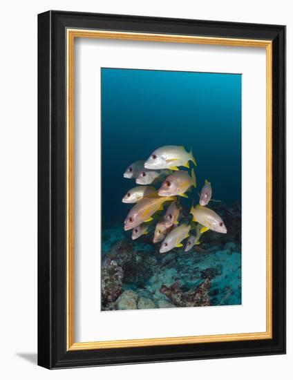 School of One-Spot Snapper-Reinhard Dirscherl-Framed Photographic Print