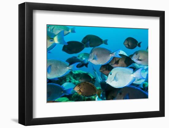 School of Purple and Blue Tangs Swim Off of Bonaire-James White-Framed Photographic Print