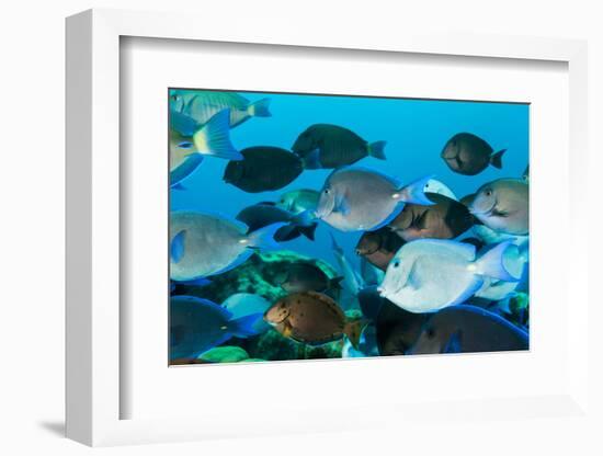 School of Purple and Blue Tangs Swim Off of Bonaire-James White-Framed Photographic Print