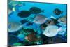 School of Purple and Blue Tangs Swim Off of Bonaire-James White-Mounted Photographic Print