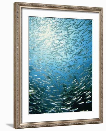 School of Reef Silverside Fish-Stuart Westmorland-Framed Photographic Print