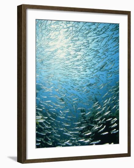 School of Reef Silverside Fish-Stuart Westmorland-Framed Photographic Print