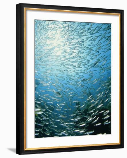 School of Reef Silverside Fish-Stuart Westmorland-Framed Photographic Print