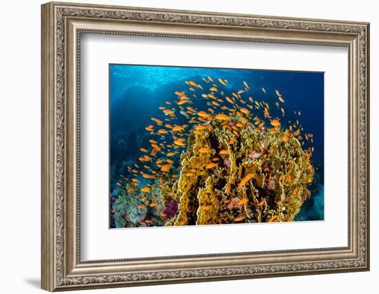school of scalefin anthias swimming around fire coral, egypt-alex mustard-Framed Photographic Print