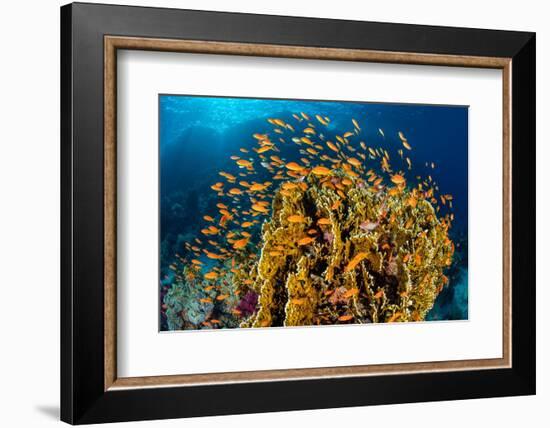 school of scalefin anthias swimming around fire coral, egypt-alex mustard-Framed Photographic Print