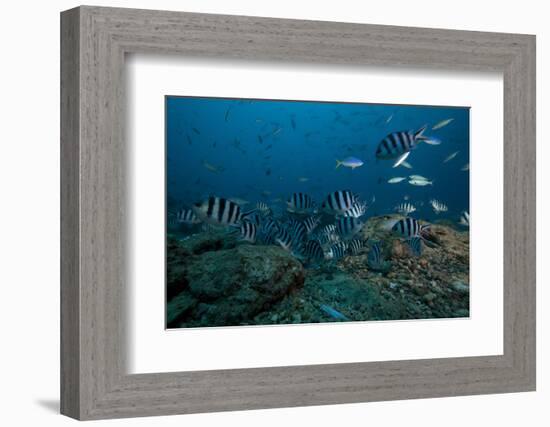 School of Sergeant Major Fish at the Bistro Dive Site in Fiji-Stocktrek Images-Framed Photographic Print