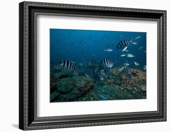 School of Sergeant Major Fish at the Bistro Dive Site in Fiji-Stocktrek Images-Framed Photographic Print