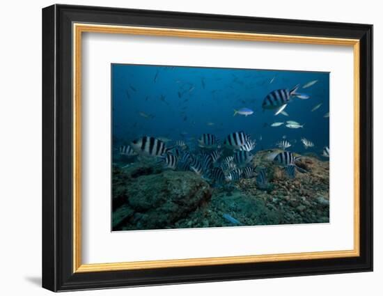 School of Sergeant Major Fish at the Bistro Dive Site in Fiji-Stocktrek Images-Framed Photographic Print