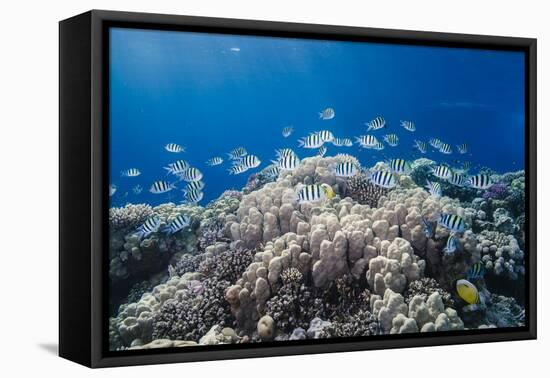 School of Sergeant Major Fish over Pristine Coral Reef, Jackson Reef, Off Sharm El Sheikh, Egypt-Mark Doherty-Framed Premier Image Canvas