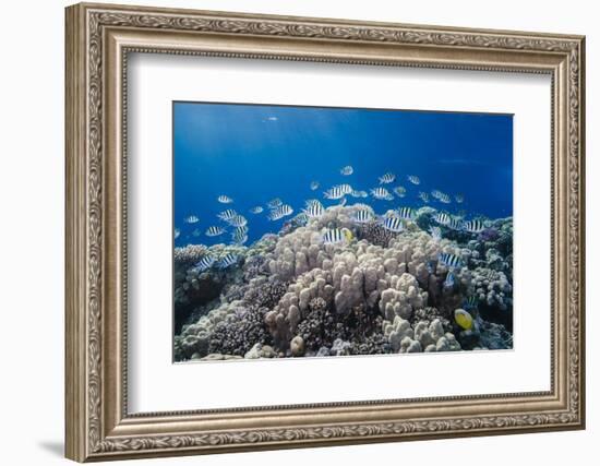 School of Sergeant Major Fish over Pristine Coral Reef, Jackson Reef, Off Sharm El Sheikh, Egypt-Mark Doherty-Framed Photographic Print