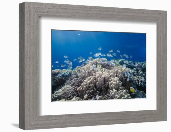 School of Sergeant Major Fish over Pristine Coral Reef, Jackson Reef, Off Sharm El Sheikh, Egypt-Mark Doherty-Framed Photographic Print