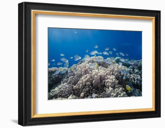 School of Sergeant Major Fish over Pristine Coral Reef, Jackson Reef, Off Sharm El Sheikh, Egypt-Mark Doherty-Framed Photographic Print