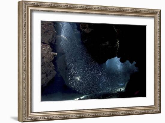 School of Silversides Form Shapes in the Tunnels at Eden Rock, Grand Cayman-Stocktrek Images-Framed Photographic Print