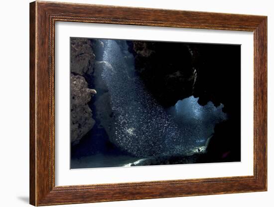 School of Silversides Form Shapes in the Tunnels at Eden Rock, Grand Cayman-Stocktrek Images-Framed Photographic Print